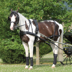 Fouet équitation d'attelage pour cheval Whip & Go Carbone - Chambrières -  Accessoires - Cavaliers